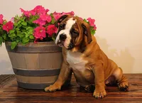 processed/78113c85-b66a-4247-8dc6-2a398b4b2b02/listing/6b70a1ee-5475-47f0-b511-8c6480c6e35b/787acd56-642a-438a-b96b-06c1dcc06f29