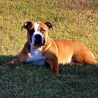 Darby, a female English Bulldog for sale in Hookerton, NC – Photo 3 of 7