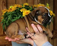 Ridge, a male Olde English Bulldogge for sale in Hookerton, NC – 6 of 10