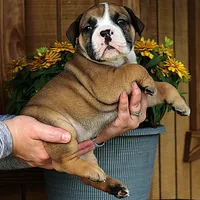 Canyon, a male Olde English Bulldogge for sale in Hookerton, NC – 5 of 9