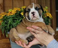 Canyon, a male Olde English Bulldogge for sale in Hookerton, NC – 9 of 9