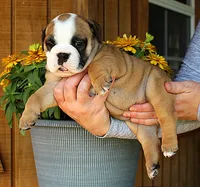 Meadow, a female Olde English Bulldogge for sale in Hookerton, NC – 5 of 9
