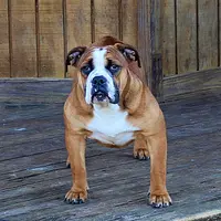 Darby, a female Olde English Bulldogge for sale in Hookerton, NC – Photo 1 of 9