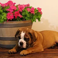 Darby, a female Olde English Bulldogge for sale in Hookerton, NC – Photo 8 of 9