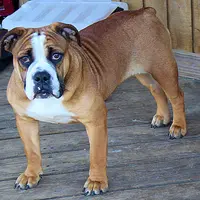 Darby, a female Olde English Bulldogge for sale in Hookerton, NC – Photo 6 of 9