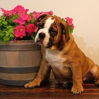 Darby, a female Olde English Bulldogge for sale in Hookerton, NC – Photo 7 of 9