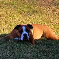Darby, a female Olde English Bulldogge for sale in Hookerton, NC – Photo 5 of 9
