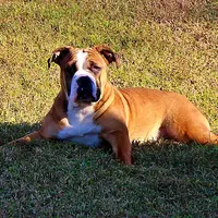 Darby, a female Olde English Bulldogge for sale in Hookerton, NC – Photo 3 of 9