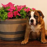 Darby, a female Olde English Bulldogge for sale in Hookerton, NC – Photo 9 of 9
