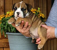 Canyon, a male Olde English Bulldogge for sale in Hookerton, NC – 2 of 9