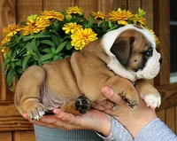 Summit, a male Olde English Bulldogge for sale in Hookerton, NC – 4 of 10