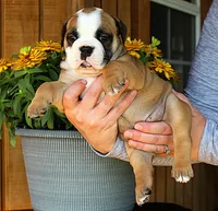 Meadow, a female Olde English Bulldogge for sale in Hookerton, NC – 9 of 9