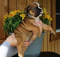 Ridge, a male Olde English Bulldogge for sale in Hookerton, NC – 2 of 10