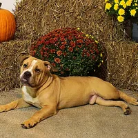 Quinlan, a male English Bulldog for sale in Hookerton, NC – Photo 1 of 8