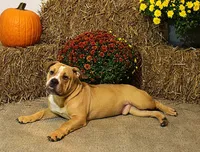 Quinlan, a male English Bulldog for sale in Hookerton, NC – Photo 1 of 8