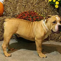 Quinlan, a male English Bulldog for sale in Hookerton, NC – Photo 3 of 8