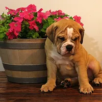 Quinlan, a male English Bulldog for sale in Hookerton, NC – Photo 6 of 8