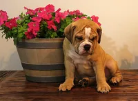 Quinlan, a male English Bulldog for sale in Hookerton, NC – Photo 6 of 8