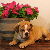 Quinlan, a male English Bulldog for sale in Hookerton, NC – Photo 7 of 8