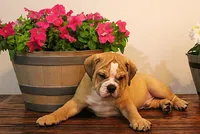 Quinlan, a male English Bulldog for sale in Hookerton, NC – Photo 5 of 8