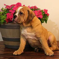Quinlan, a male English Bulldog for sale in Hookerton, NC – Photo 8 of 8