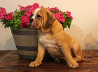 Quinlan, a male English Bulldog for sale in Hookerton, NC – Photo 8 of 8