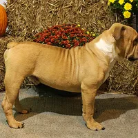 Quinlan, a male English Bulldog for sale in Hookerton, NC – Photo 4 of 8