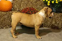 Quinlan, a male English Bulldog for sale in Hookerton, NC – Photo 4 of 8