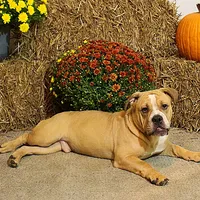 Quinlan, a male English Bulldog for sale in Hookerton, NC – Photo 2 of 8