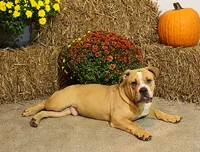 Quinlan, a male English Bulldog for sale in Hookerton, NC – Photo 2 of 8