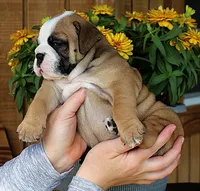 Meadow, a female Olde English Bulldogge for sale in Hookerton, NC – 4 of 9