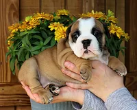 Meadow, a female Olde English Bulldogge for sale in Hookerton, NC – 8 of 9