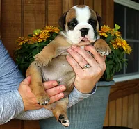 Meadow, a female Olde English Bulldogge for sale in Hookerton, NC – 7 of 9