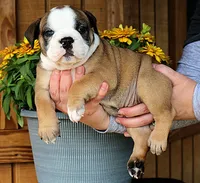 Summit, a male Olde English Bulldogge for sale in Hookerton, NC – 6 of 10