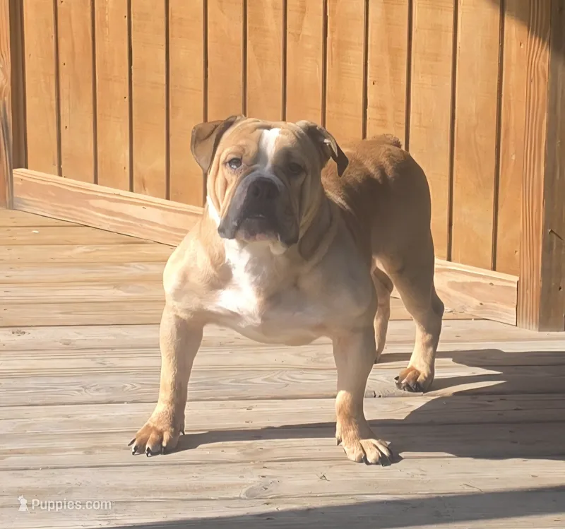 Quinnlan – Olde English Bulldogge puppy for sale in Hookerton, NC