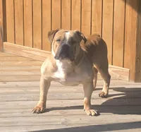 Quinnlan, a male Olde English Bulldogge for sale in Hookerton, NC – 1 of 4