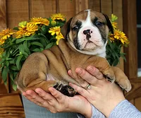 Canyon, a male Olde English Bulldogge for sale in Hookerton, NC – 7 of 9