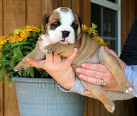 Meadow, a female Olde English Bulldogge for sale in Hookerton, NC – 3 of 9