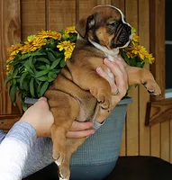 Ridge, a male Olde English Bulldogge for sale in Hookerton, NC – 10 of 10