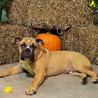 Tobin, a male English Bulldog for sale in Hookerton, NC – Photo 1 of 8