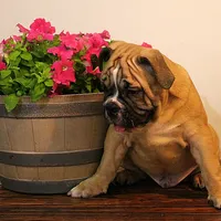 Tobin, a male English Bulldog for sale in Hookerton, NC – Photo 7 of 8