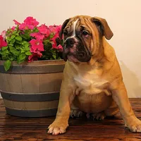 Tobin, a male English Bulldog for sale in Hookerton, NC – Photo 8 of 8