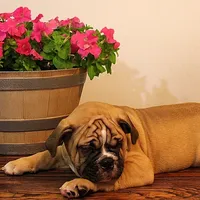 Tobin, a male English Bulldog for sale in Hookerton, NC – Photo 6 of 8