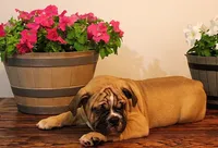 processed/78113c85-b66a-4247-8dc6-2a398b4b2b02/listing/c0fc5067-829c-47fe-8d4b-cd1dcc5c1044/60eccc2c-cbfd-490e-bf91-92dc61481b2a