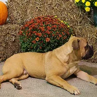 Tobin, a male English Bulldog for sale in Hookerton, NC – Photo 3 of 8
