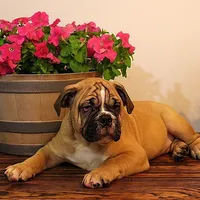 Tobin, a male English Bulldog for sale in Hookerton, NC – Photo 5 of 8