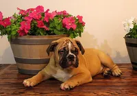 processed/78113c85-b66a-4247-8dc6-2a398b4b2b02/listing/c0fc5067-829c-47fe-8d4b-cd1dcc5c1044/9c8cd51f-dc90-4ed6-99e4-9dbb0d061597