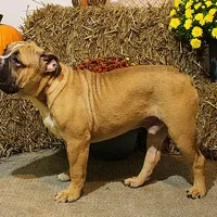 Tobin, a male English Bulldog for sale in Hookerton, NC – Photo 2 of 8