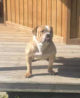 Quinnlan, a male Olde English Bulldogge for sale in Hookerton, NC – 3 of 4