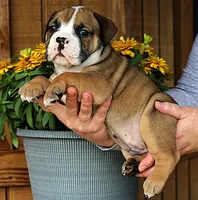 Canyon, a male Olde English Bulldogge for sale in Hookerton, NC – 6 of 9